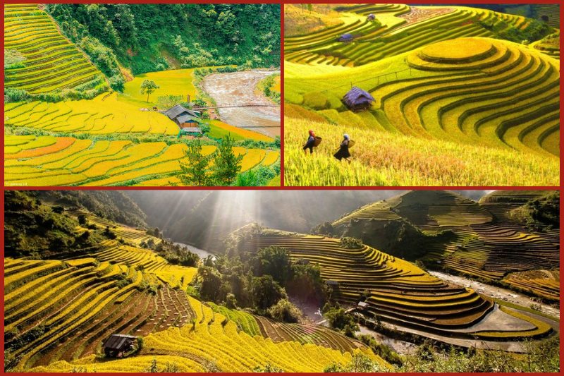 Temporada del arroz dorado (entre mediados de septiembre y mediados de octubre)